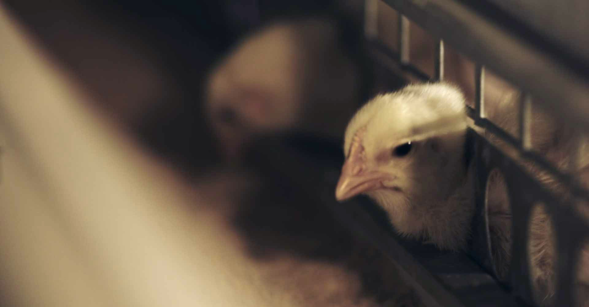 山東民和牧業股份有限公司